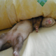 Seen above is the purportedly “vicious” ferret in its natural state, sleeping like only ferrets can do.